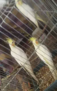 عروس هلندی
