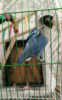 پرنده