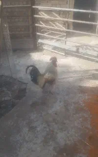 خروس محلی
