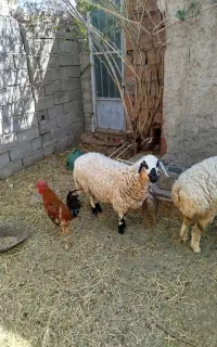 بره ماده