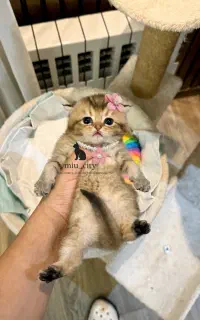 دختر گلد صورت تدی و ملوس