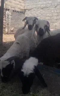 بره نر