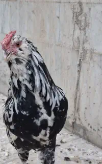 خروس