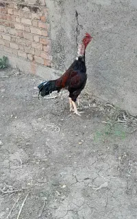 خروس لاری اصیل