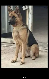 سگ نگهبان
