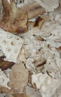 نان خشک تمیز و پاک شده