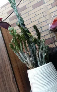 گل کاکتوس آس با گلدان