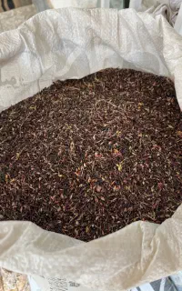 بذر دووییل درجه یک