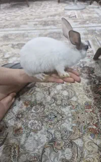 خرگوش