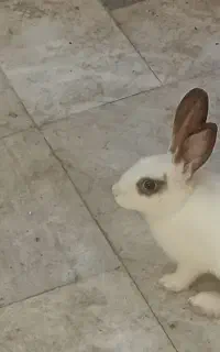 فروش بچه خرگوش خوشکل
