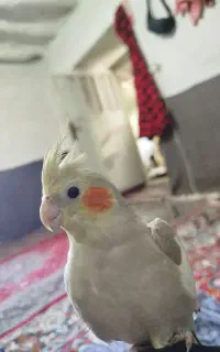 عروس هلندی ماده بالغ