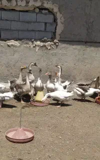 تعدادی غاز و قو غاز نر و ماده