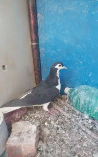 ساده سیاه