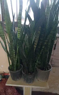 سانسور یا