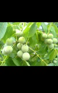 گردو مفت