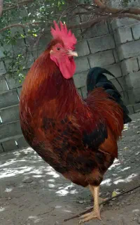 خروس فروشی
