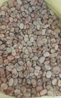 باقلا خشک ،بذر خارجی زودرس