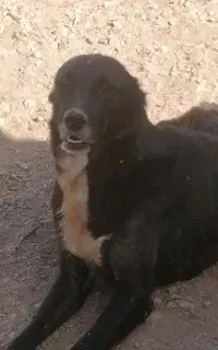 ماده افغان با 3تا توله