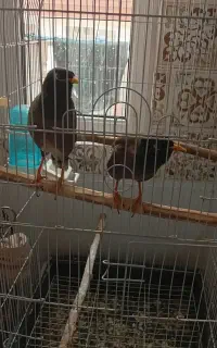 دو عدد مینا نر به فروش میرسد