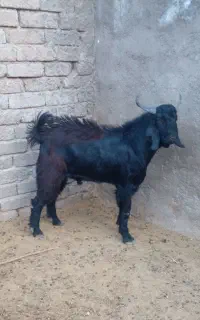 کهره نر چاق