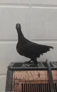 جوجه ایام سمانی و لاکنزی