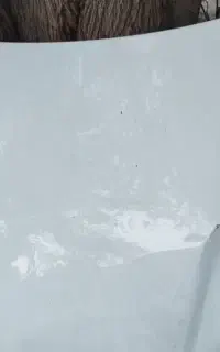 کنگان کاپوت سمند