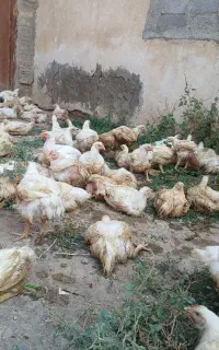 مرغ گوشتی اورگانیگ دانی 300 ارسال هم دارم