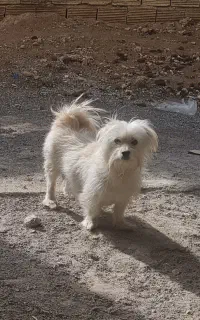 سگ پامرانین ماده