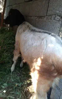 بز پاکستانی ماده جهت قصابی