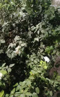 همه کاره باغبانی