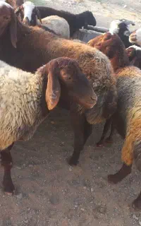 گوسفند