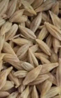 جو بذری گونی شده اماده