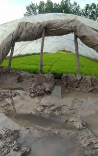 فروش ۲۰۰باکس ۳۵۰گرمی  توم نشا هاشمی
