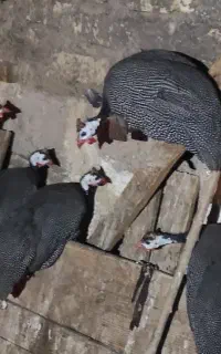 فروش مرغ شاخدار
