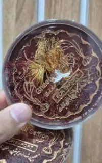 زعفران دختر پیچ