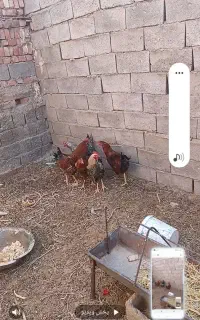 خروس فروشی