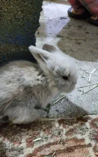 خرگوش لوپ1ماهه و 8ماهه