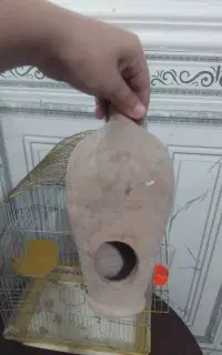 قفس