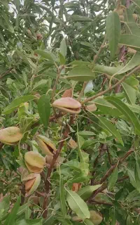 بادام تازه دو پوست آجیلی پر مغز