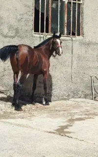اسب مادیان