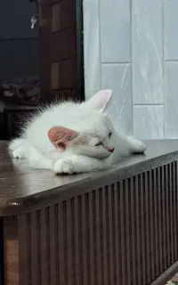 گربه