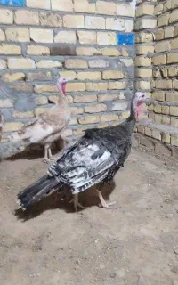بوقلمون نر و ماده بربون و برنز