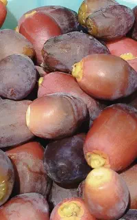 رطب خنیزی