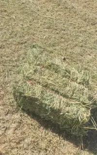 فروش یونجه