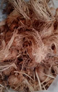 پیاز زعفران بدون خاک125000هزار تومن کیلویی
