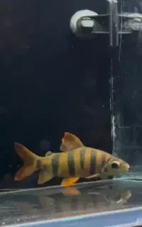 بارب سیکس بندد