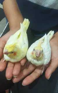 جوجه عروس هلندی