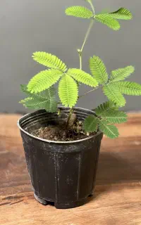 گل قهر و اشتی