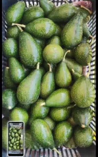 فروش ویژه آووکادو