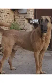سگ سرابی